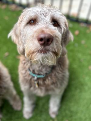 Maggie 22852