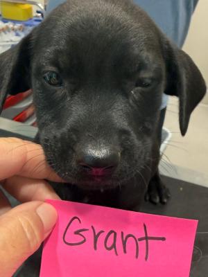 Grant 22407