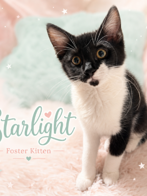 Starlight 2