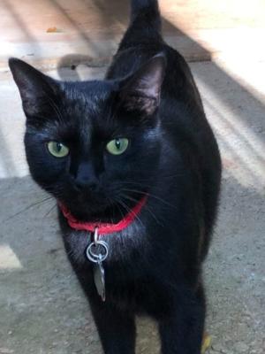 Ebony (aka Noir)