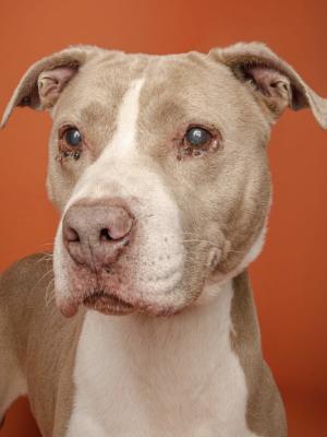 Dudley 22275