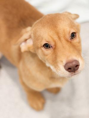 Jennings 22735