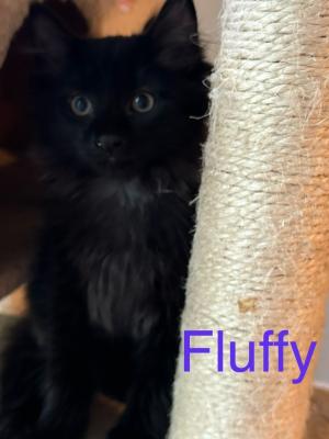 Fluffy