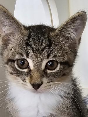 Rosie
