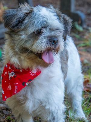 Chewy 22849