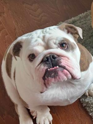 Lucy 21495