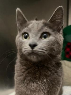 Sanza (fka Anchovie)