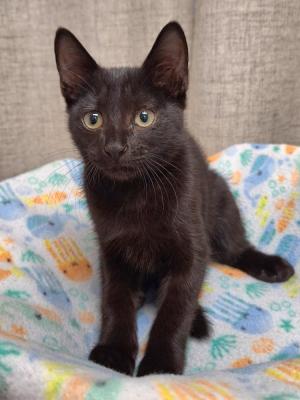 Pip