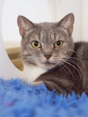 Casey (fka Dolores 2)