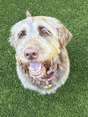 Maggie 22852