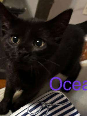 Ocean