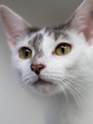 Strawberry Shortcake