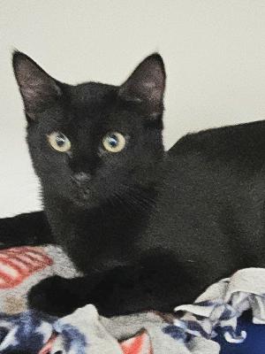 Ozzie