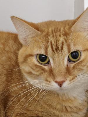 Tommy 2 (aka Hercules)