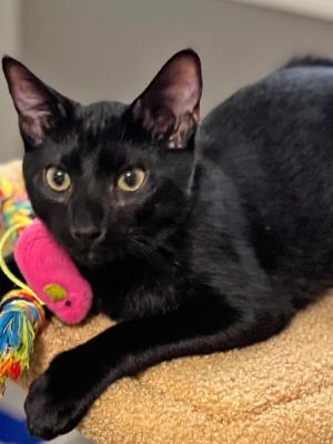 Salem