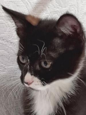 Tippy 2