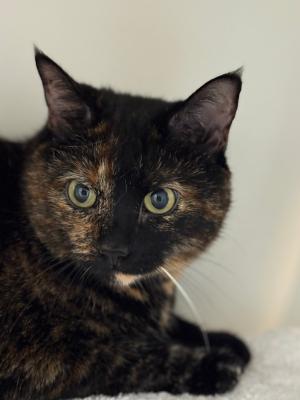 Brownie (fka Meara)