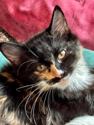 Ember