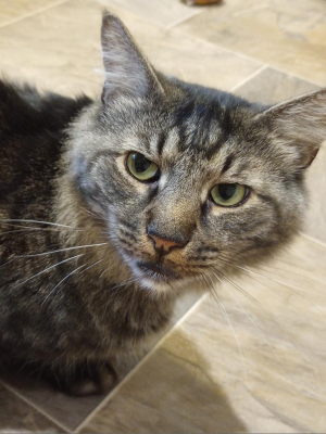 Quiby (adopted name Kovu)