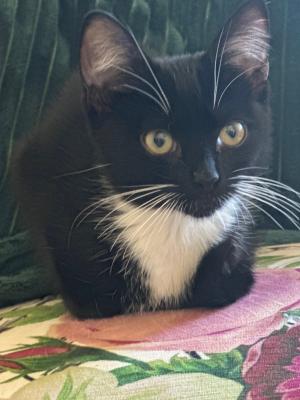 Domino