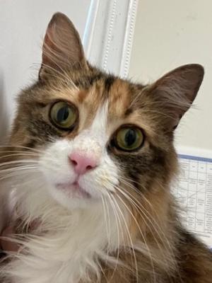 Jasmine