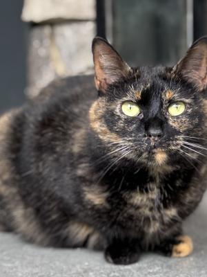 Paloma