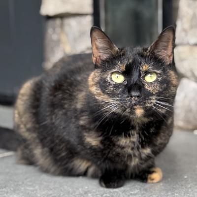 Paloma