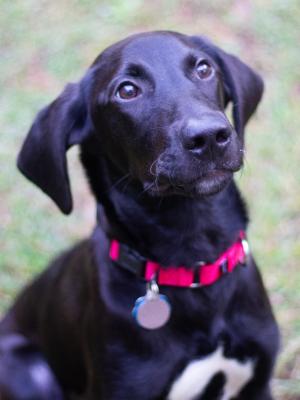 Buddy 21605