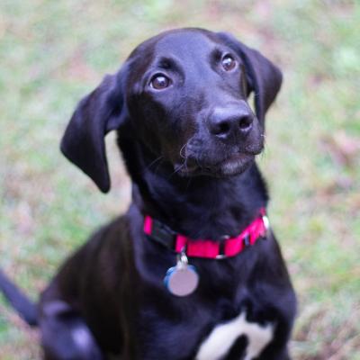 Buddy 21605