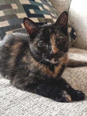 Nora