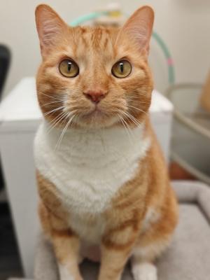 Fred Weasley