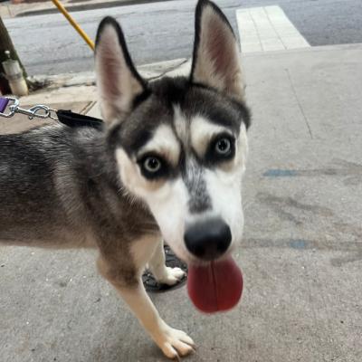 Mochi 21642
