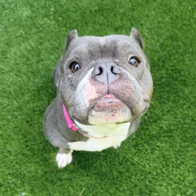 Phoebe 22287