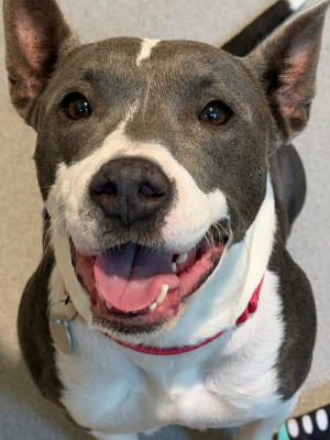 Tallulah (FKA Tasha) 22472