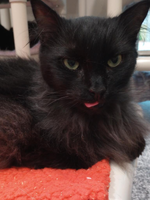 Marcus (adopted name Roo)