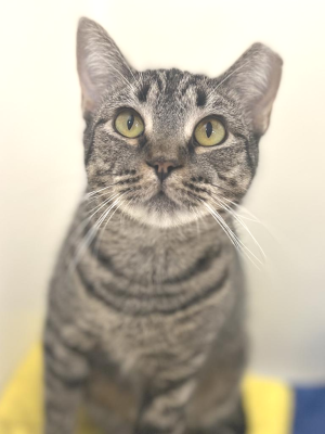 Francesca