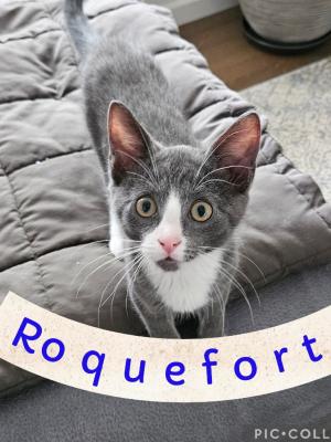 Roquefort