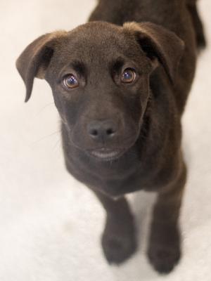 Mollie 22482