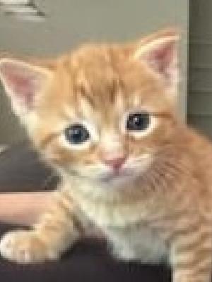 Tiny