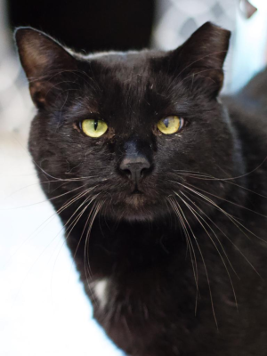 Mr. Sid