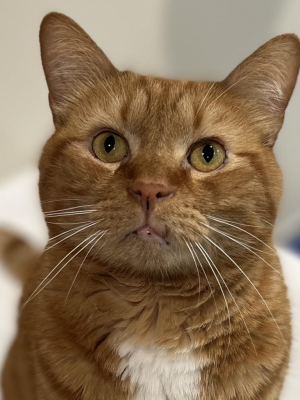 Garfield