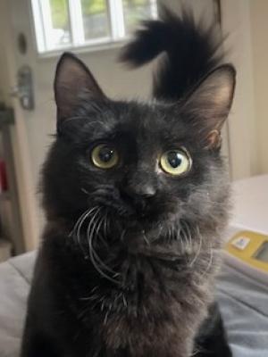 Bella