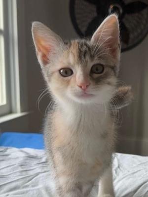 Maeve