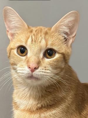 Butterscotch
