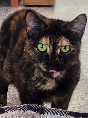Cocoa