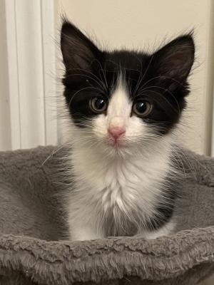 Elvira