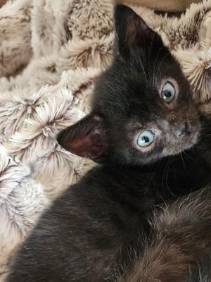 Kitty Softpaws
