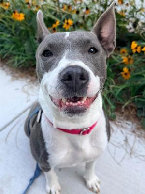 Tallulah (FKA Tasha) 22472