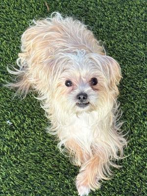 Dottie 22936