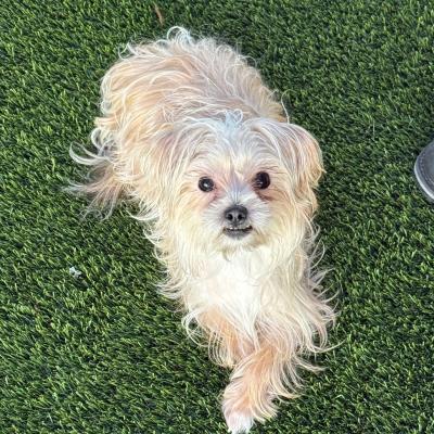 Dottie 22936